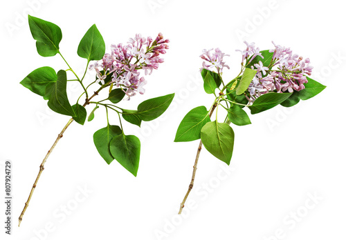 Set of lilac twigs with flo...