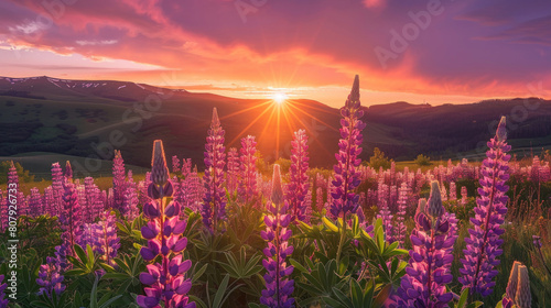 A captivating view of a sunset over a field of lupine flowers, their tall spikes adorned with clusters of vibrant blooms. photo