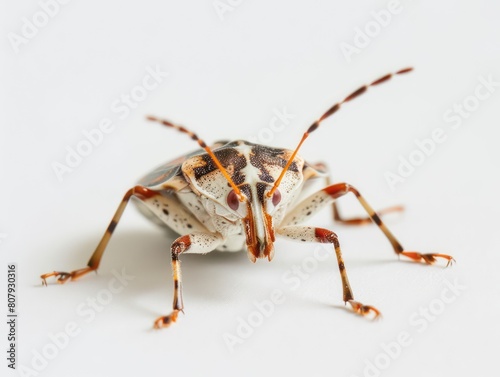 bug insect on white background