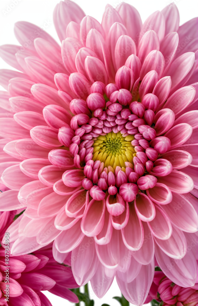 Chrysanthemum bright pink flower. On white isolated background with clipping path. Closeup no shadows. Garden flower Chrysanthemum bright pink flower. On white isolated background with clipping path. Closeup no shadows. Garden flower