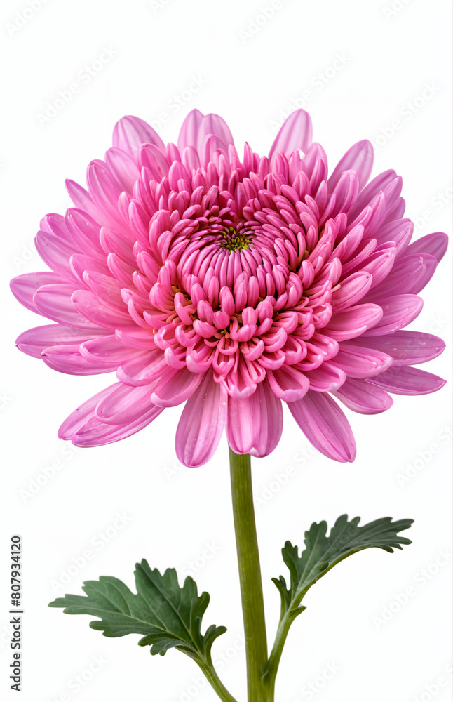Chrysanthemum   bright pink  flower. On white isolated background with clipping path.  Closeup no shadows. Garden  flower.  Nature