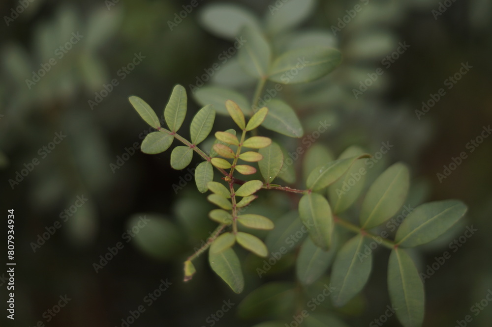 Obraz premium Wild green