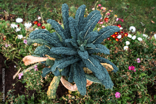Black cabbage plant. Acephala, variety of Brassica oleracea. Tasty edible garden plant. photo