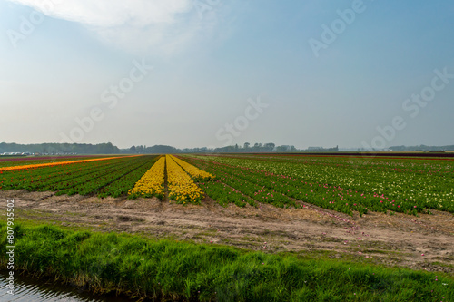 A large field outside Amsterdam, Netherlands, growing a variety of tulips in different colours.