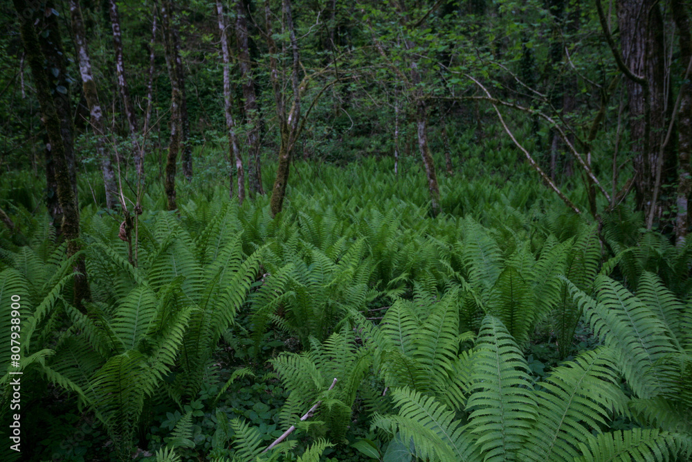 Fototapeta premium Young fern shoots, Sochi, Russia.