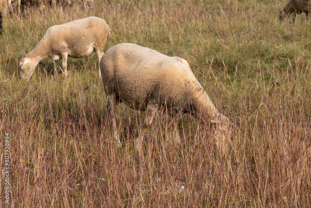 Two sheep grazing.