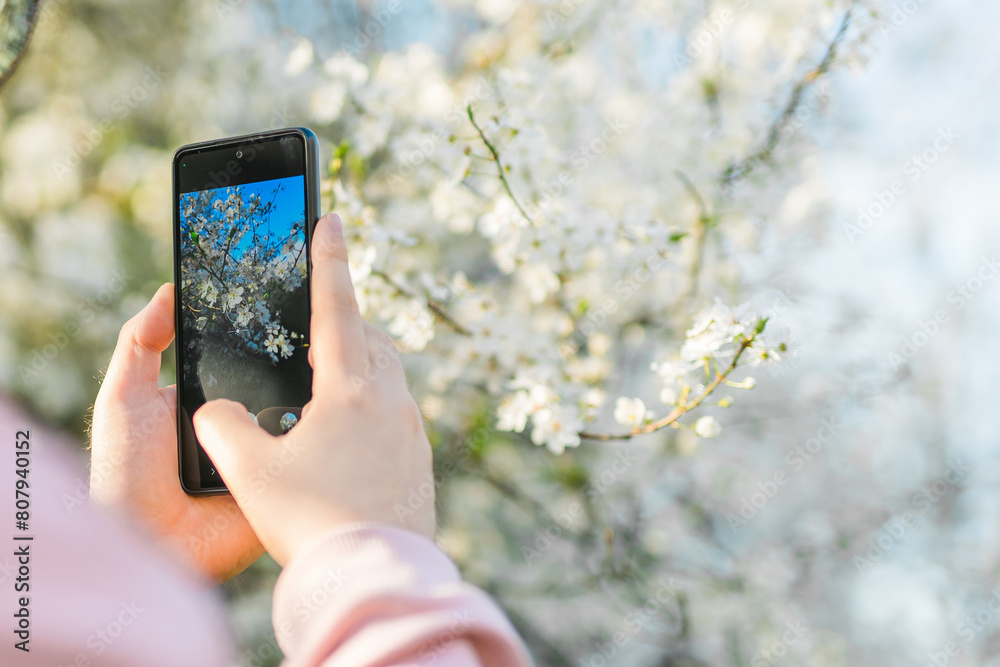 Man holding mobile phone and take photo blooming spring cherry and apples trees in sunlight. Smartphone photo for social media. Copy space