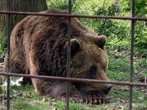brown bear in the woods