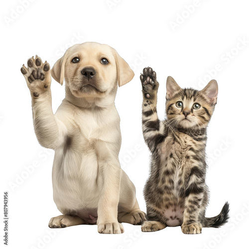 cat and dog