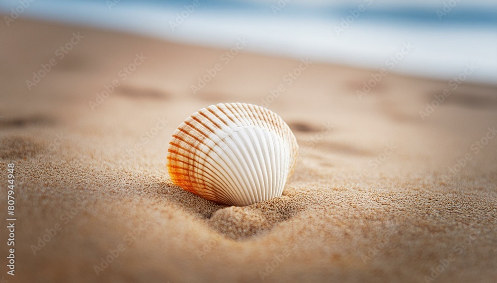 solitary seashell resting on the sandy shore at water's isolated against a backdrop beach summer , solitary seashell resting on the sandy shore at water's isolated against a backdrop beach summer ,