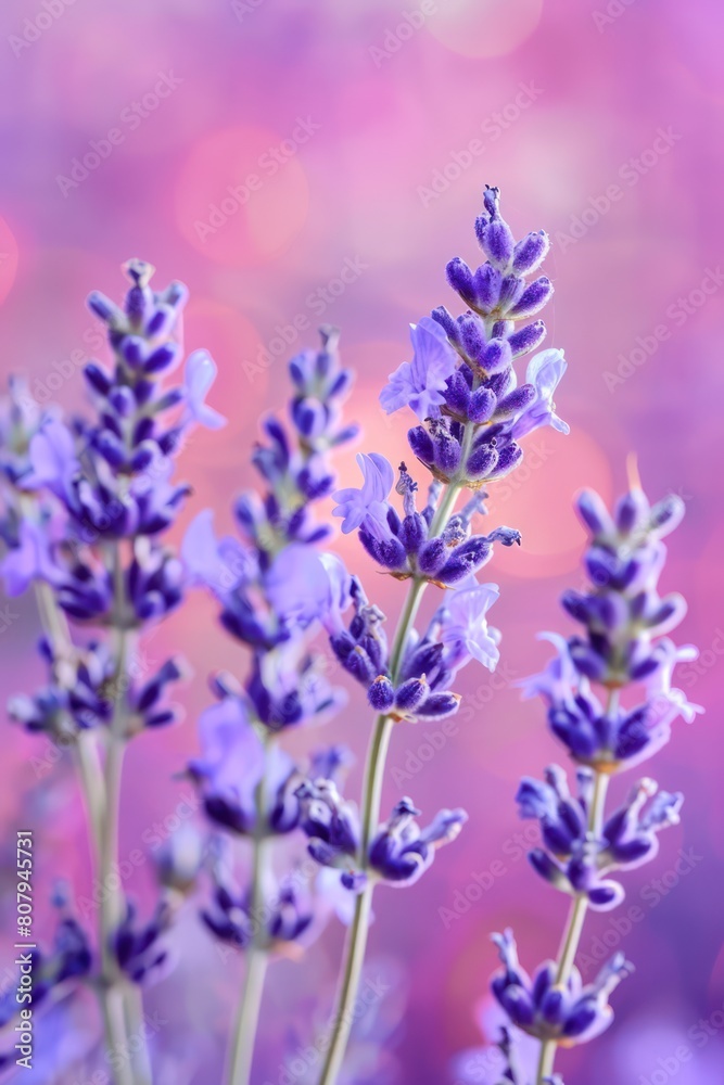 Naklejka premium lavender sprigs flowers