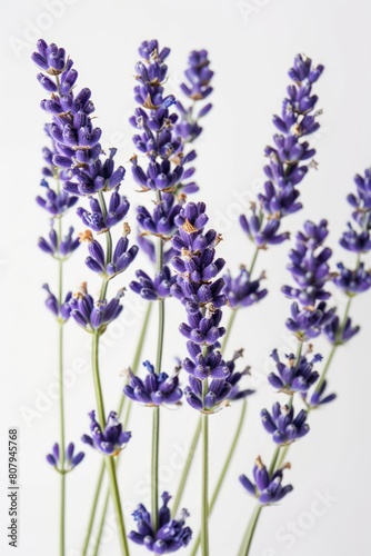  lavender sprigs flowers