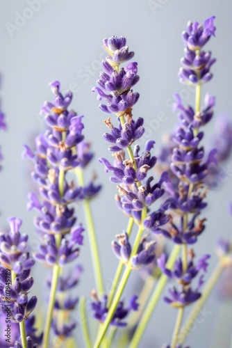  lavender sprigs flowers