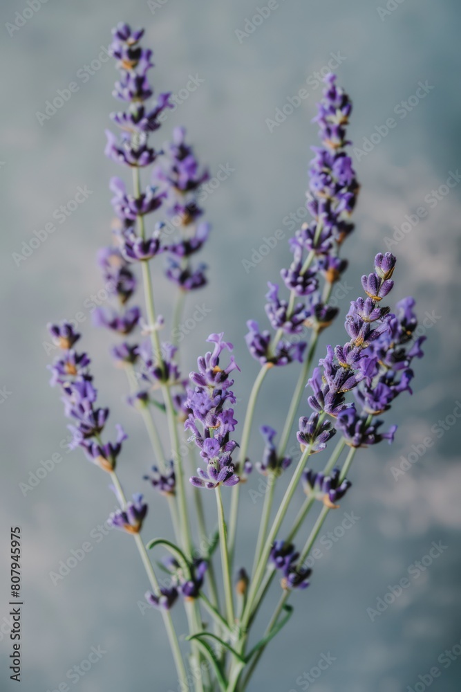 Obraz premium lavender sprigs flowers