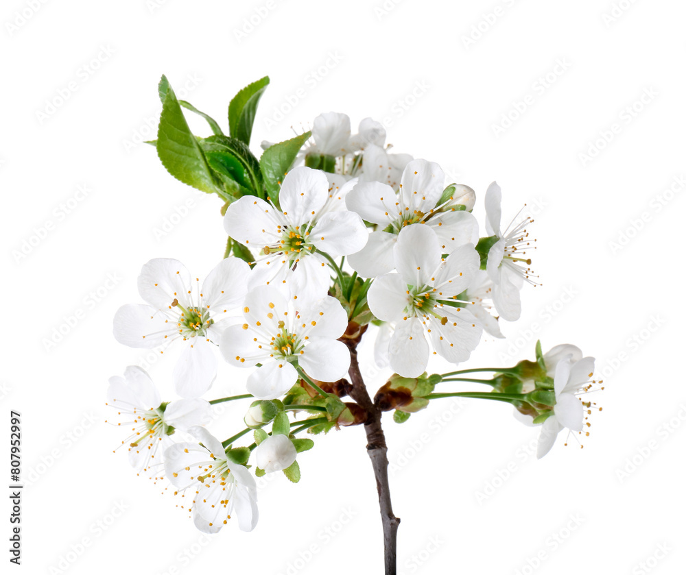 Obraz premium Spring branch with beautiful blossoms and leaves isolated on white