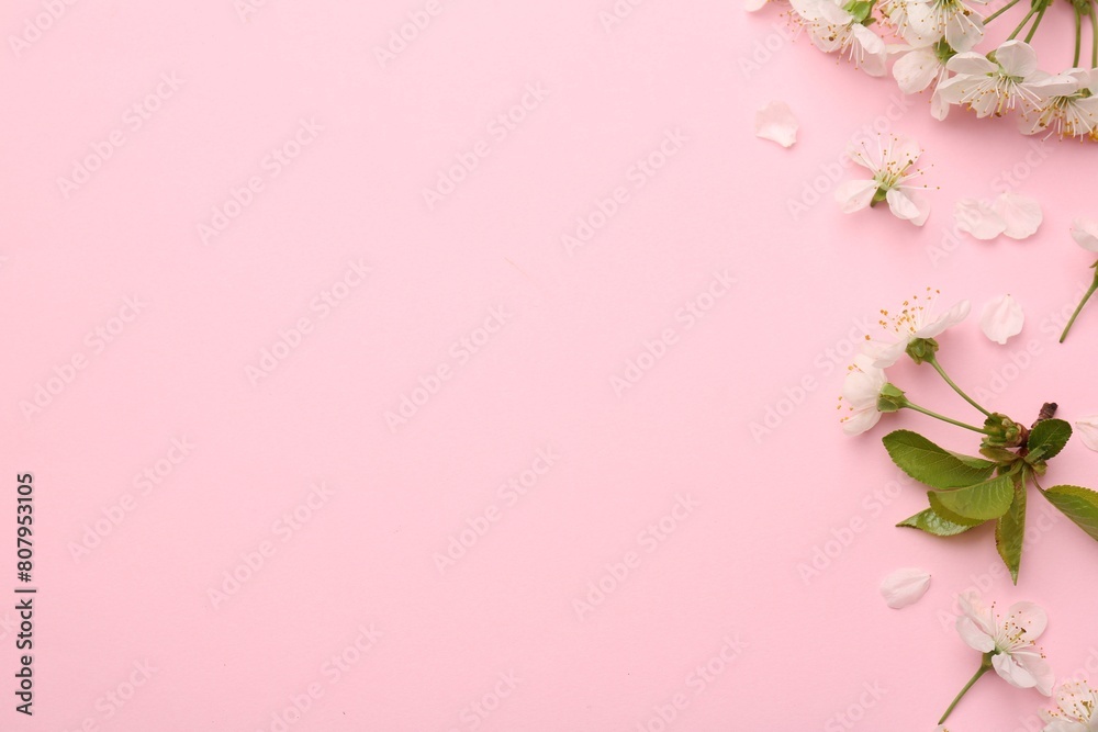 Beautiful spring tree blossoms and petals on pink background, flat lay. Space for text