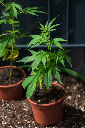 Young hemp plants for outdoor use have recently become legal for cultivation in Germany