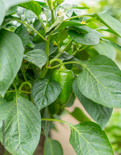 Greenhouse with seedlings of peppers. Peppers paprika growing in modern polycarbonate greenhouse.