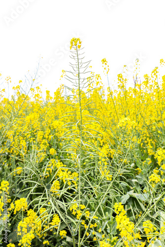 Spring vibes, the texture and shape of awesome blooming bright yellow rapeseed flowers from a rapeseed field. photo