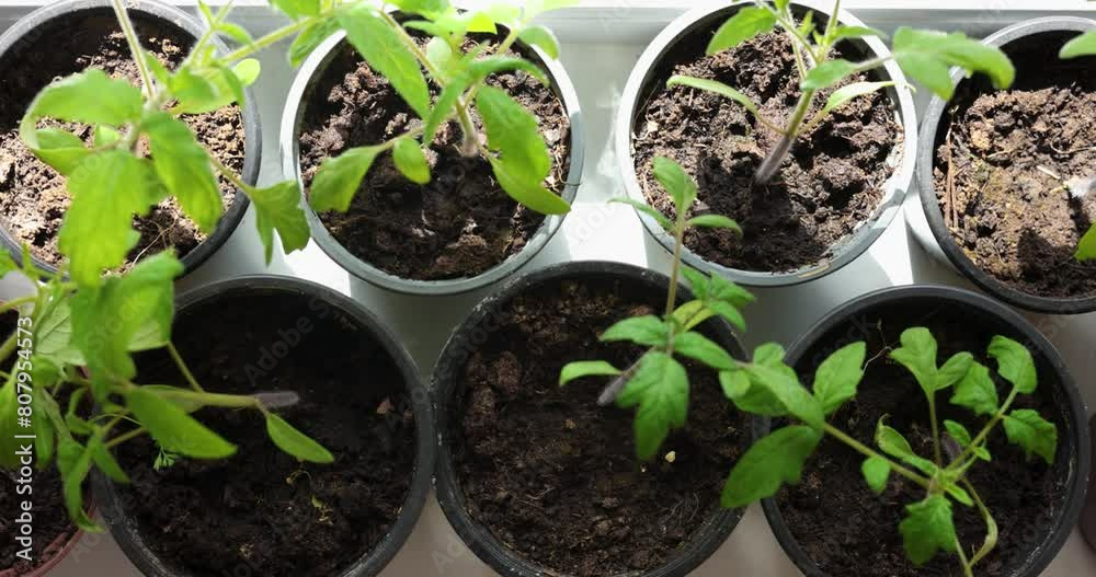 tomato seedlings growing in pots on window sill tomato seedlings growing in pots on window sill