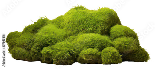 PNG Plant grass moss vegetation.
