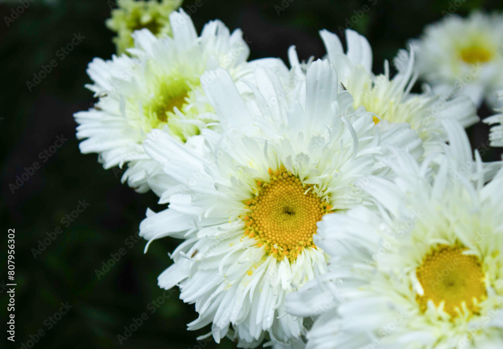 Fototapeta premium Closedup of crazy daisy