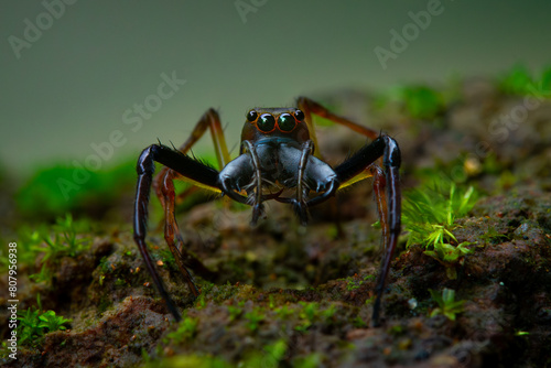 wide-jawed jumping spider from genus parabathippus on mossy rock, natural bokeh background