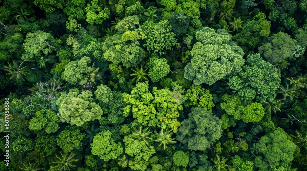 An aerial view of the lush green canopy of a tropical rainforest.