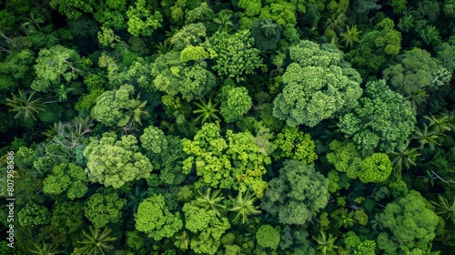 An aerial view of the lush green canopy of a tropical rainforest. photo