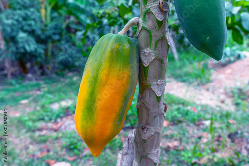  Ripe papaya fruit on papaya tree in farm, thai fruit.