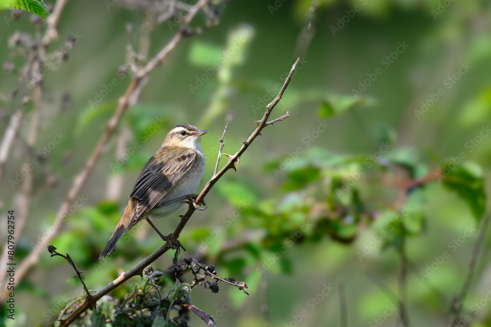 Sedge warbler, Acrocephalus schoenobaenus, perched in a tree Sedge warbler, Acrocephalus schoenobaenus, perched in a tree