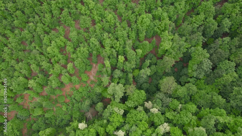 Springtime aerial view above the green forest Springtime aerial view above the green forest