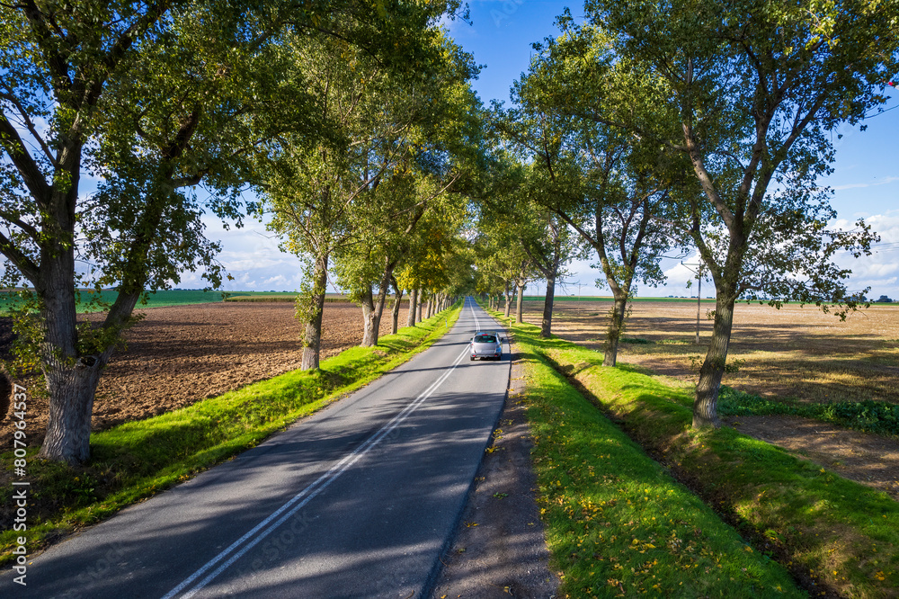 country road between trees and green fields in a rural landscape