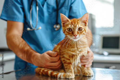 Cute cat in veterinary hospital © aidliskndr