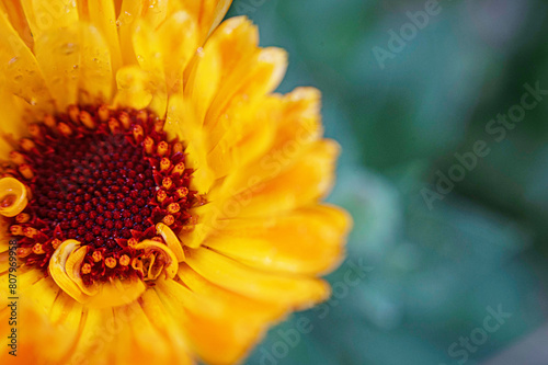 Fiore di Calendula photo