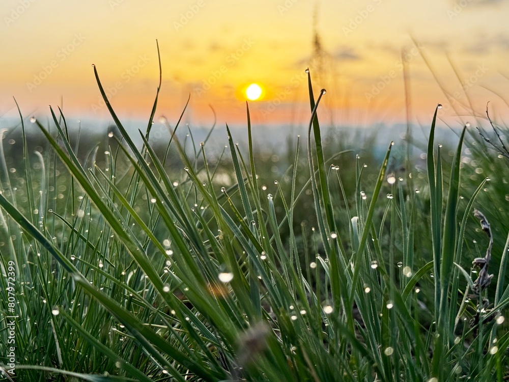 Dew on green grass in the rays of the rising sun