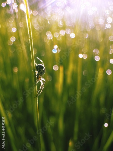 A small spider on the grass in the sun