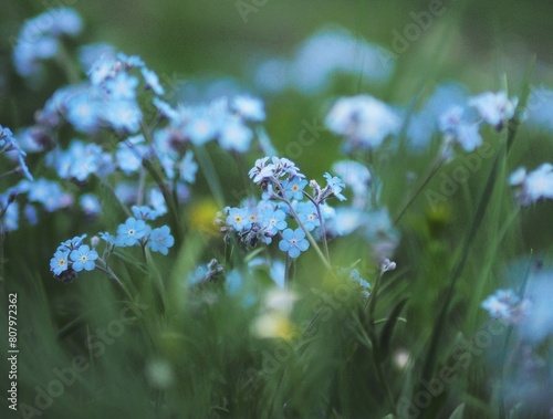 Blue flowers of forget-me-nots