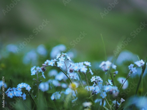 Blue flowers of forget-me-nots