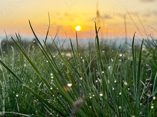 Dew on green grass in the rays of the rising sun