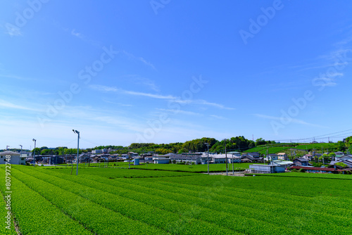 静岡県磐田市の春の茶畑