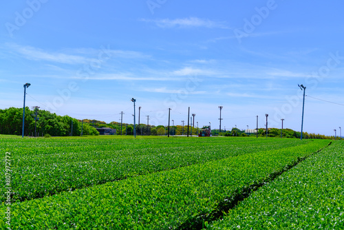 静岡県磐田市の春の茶畑