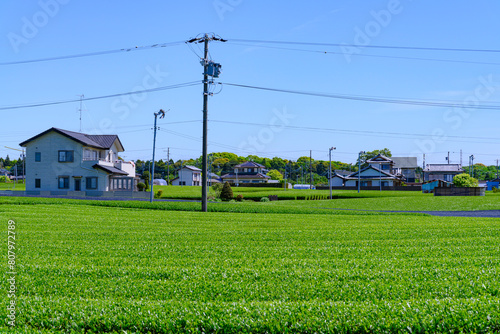 静岡県磐田市の春の茶畑
