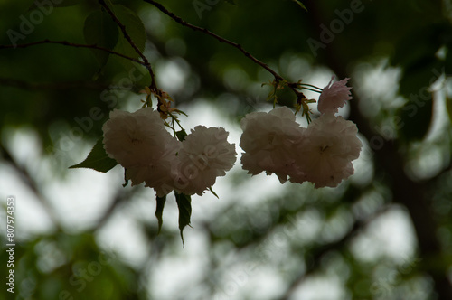 wild cherry bloosum in the forest
