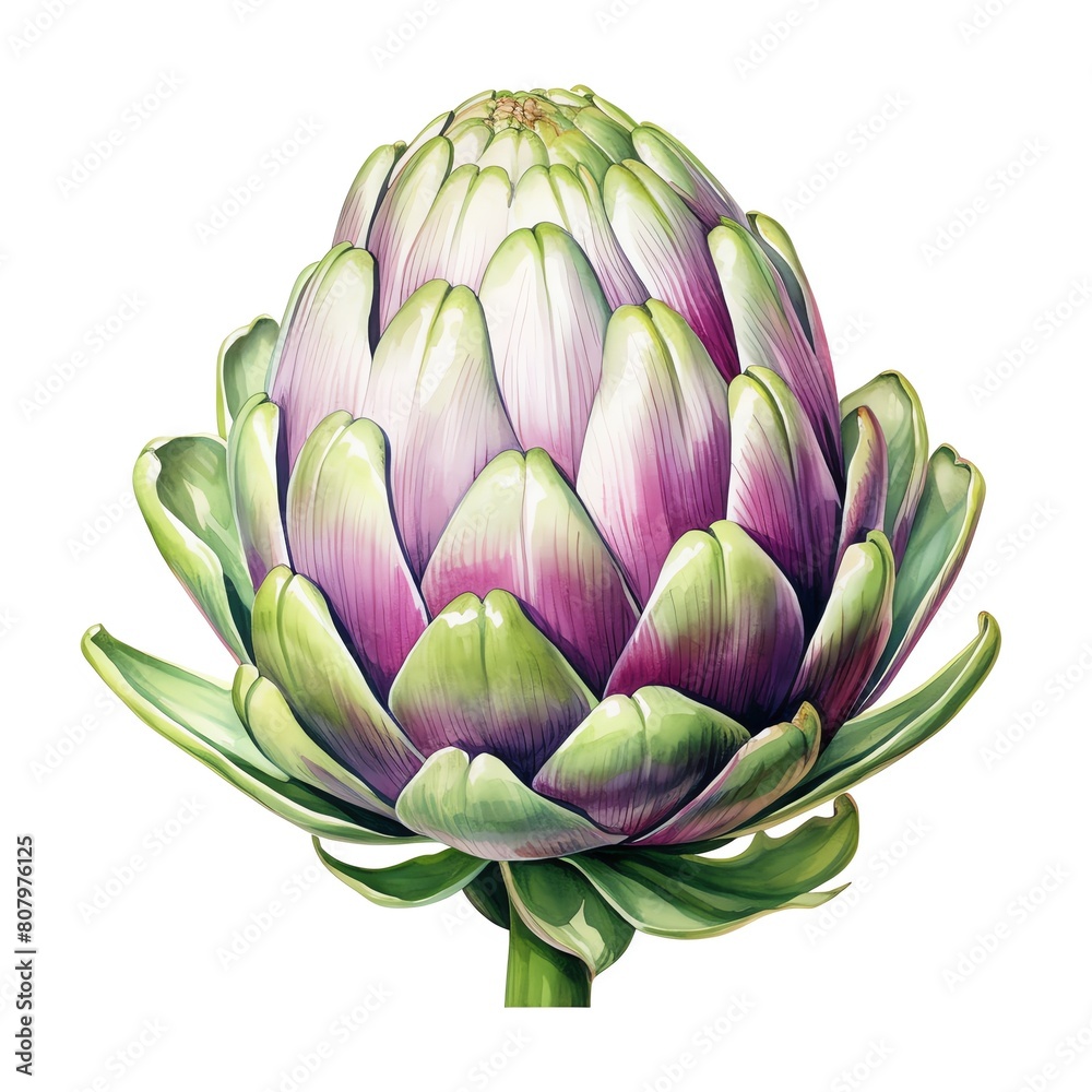 Obraz premium Artichoke