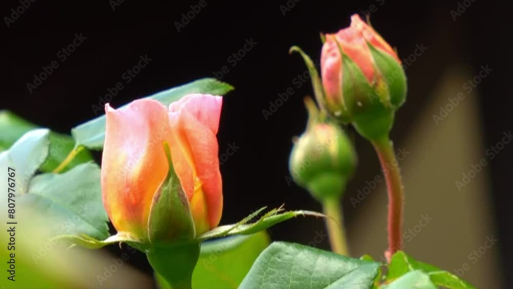 Rose Buds in the Wind Rose Buds in the Wind
