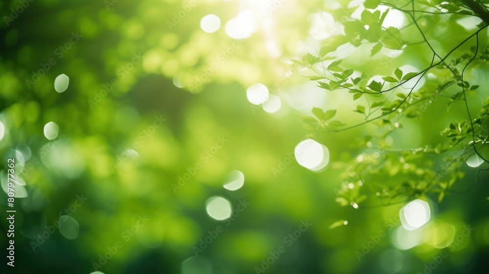  green bokeh with sun rays shining through trees, 