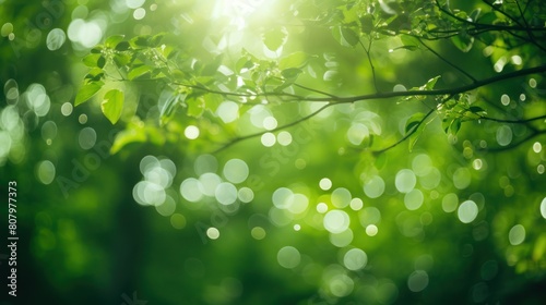  green bokeh with sun rays shining through trees  