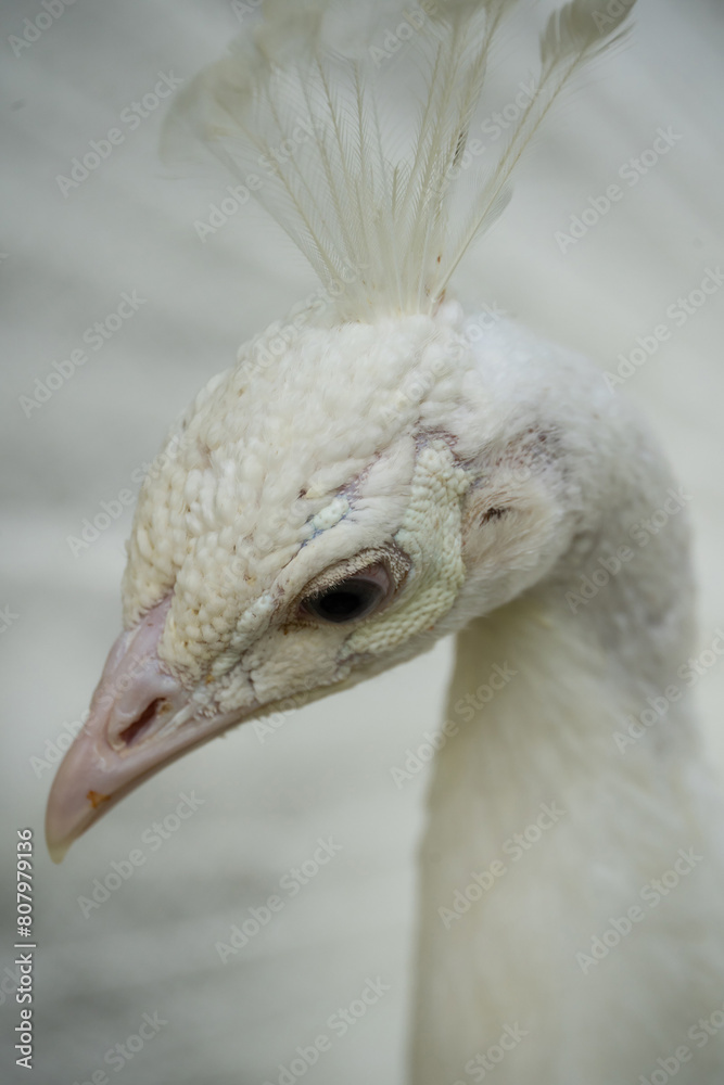 female white peafowl portrait (Pavo cristatus, peahen) female white peafowl portrait (Pavo cristatus, peahen)