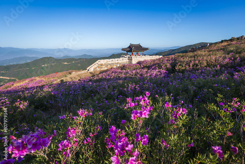 spring view of pink azalea flowers at Hwangmaesan Mountain with the background of mountain range near Hapcheon-gun, South Korea. photo